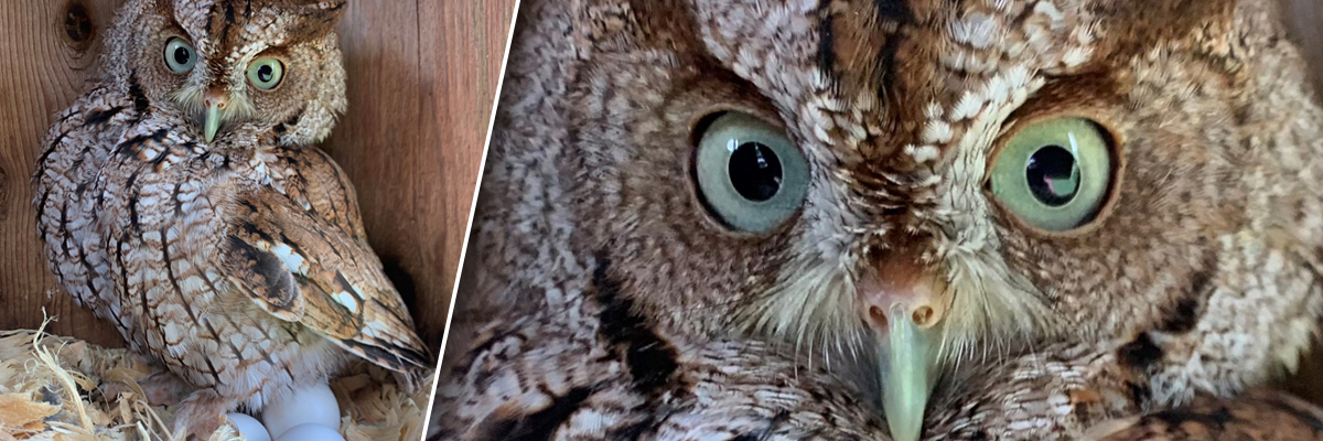 Eastern Screech Owl and her eggs